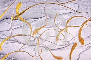 Abstract fluid art background gray and golden colors. Liquid marble. Acrylic painting on canvas with white gradient