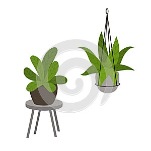 Abstract foliage houseplants in pots in modern decorative standing and hanging planters photo