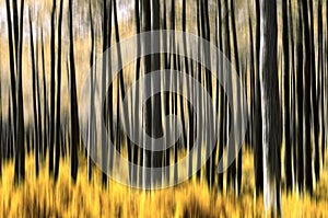 Abstract Forest img