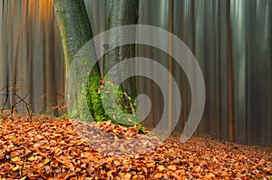 Abstract forest in autumn time