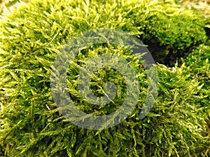 Abstract forest green moss background. Nature landscape wallpaper