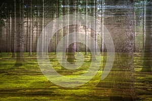 Abstract forest image created using the intentional camera movement technique