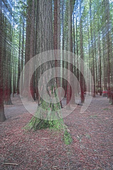 Abstract forest Whakarewarewa Redwood Forest