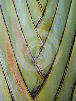 Abstract form of palm stems