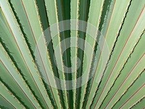 Abstract of Fountain Palm Leaf
