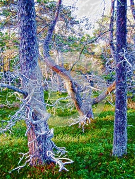 Enchanted forest, magic wood, plant chimera, fad photo