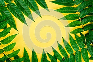Abstract frame border of tropic green leaves on yellow background