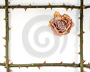 Abstract - frame from stem with thorn ans dried rose