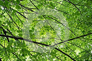 Abstract fresh green nature background of fresh green leaves and dark stems.