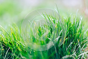 Abstract fresh natural background of green grass and beauty blurred bokeh. Selective focus close up for abstract blurred