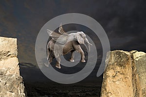 Abstract Fun Flying Elephant with Wings Concept