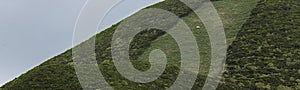 Abstract funny looking green field paddick with one cow at the side of the CabeÃÂ§o Gordo caldera on Faial Island photo