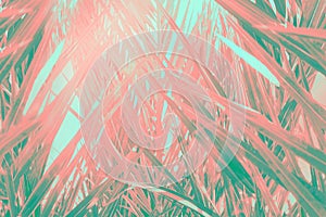Abstract futuristic tropical background. Coppice of palm trees with long dangling spiky leaves pattern. Green teal pink gradient photo