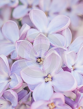 Abstract gentle lilac floral background. Floral decor for presentation of natural cosmetics. Macro view of spring lilac