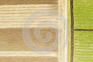 Abstract geometric shapes of agricultural parcels of different crops in yellow and green colors. Aerial view shoot from