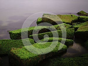 Abstract geometric shapes of rectangular rocks covered with green seaweed.