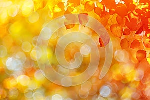 Abstract gradient bokeh in yellow, orange, and red hues for captivating background use