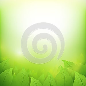 Abstract gradient green background with transparency leaf