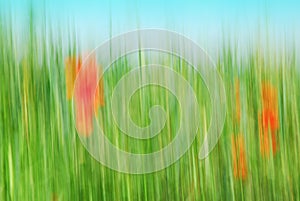 Abstract grain field with red corn poppy