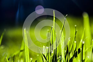 Abstract Grass blades