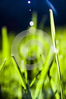 Abstract Grass blades