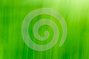 Abstract Grass/Nature Background