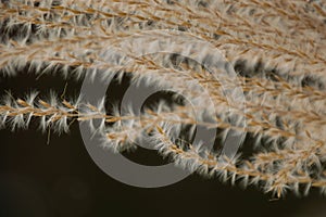 Abstract grass seeds background
