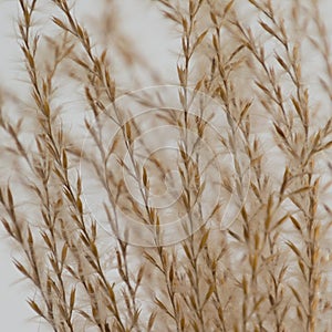 Abstract grass seeds background