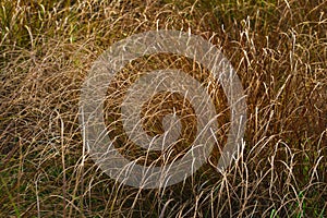Abstract grass texture, nature background, design pattern, autumn