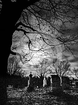 Abstract Graveyard, Tree and Moonlight photo