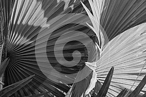 Abstract gray background of Bismarck palm leaf.