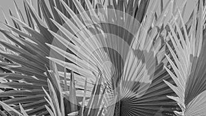 Abstract gray background of Bismarck palm leaf.