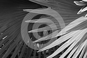 Abstract gray background of Bismarck palm leaf.