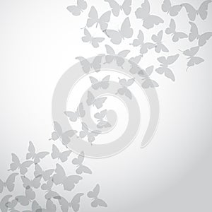 Abstract gray Butterfly Background on white background. Vector