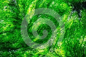 Abstract green alga background