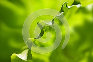 Abstract green background. A leaf of fresh lettuce on a garden bed lit by the sun.