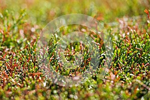 Abstract green background from plants, grass close-up. Plant texture with soft focus