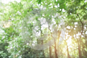 Abstract green blur Bokeh leaf spring nature light eco foliage background concept for cool summer texture, bio spring calm day,