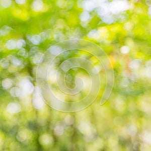 Abstract blur green color for background,blurred and defocused effect spring concept for design photo