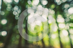 Abstract green bokeh background in the jungle