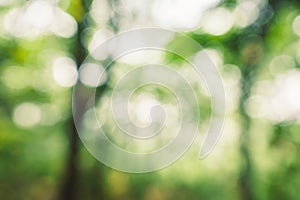 Abstract green bokeh background in the jungle