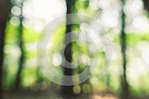 Abstract green bokeh background in the jungle