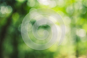 Abstract green bokeh background in the jungle