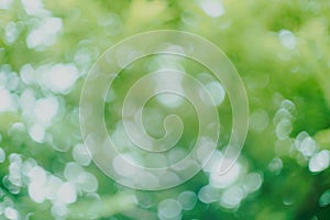 Abstract green bokeh blur background