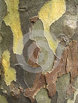 Abstract green and brown background