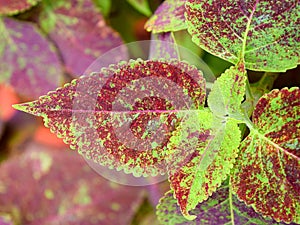 Abstract Green Brown Leaves Nature Background - Coleus Blumei - Plectranthus Scutellarioides