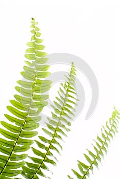 Abstract green fern leaf