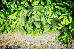 Abstract green fern leaves background