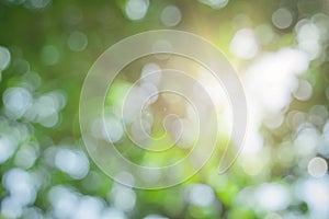 Abstract green foliage and tree in jungle blur with sun light spring summer. Farming concept on plant forest and environment day