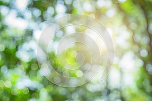Abstract green foliage and tree in jungle blur with sun light spring summer. Farming concept on plant forest and environment day